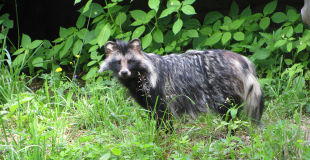 Chien viverrin, carnivore nuisible venu d’Asie